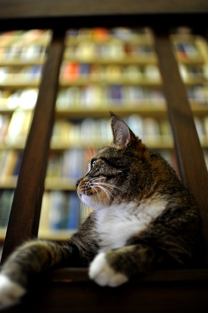 'Bookstore Cat is Cool' ~ Beckham's Bookshop 228 Decatur Street ~ New Orleans