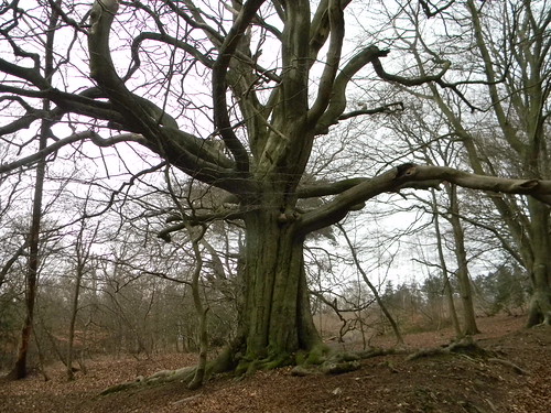 Congratulatory tree (for having done the steep climb) Holmwood to Gomshall