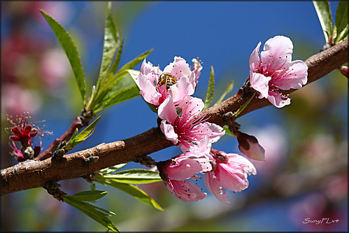 pink flower nature garden spring branch bee honeybee peachblossom