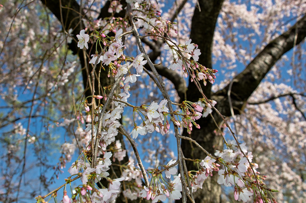 Cherry Blossoms 2012