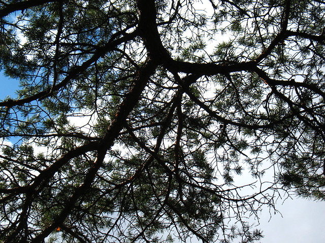 Scottish pine (Pinus sylvestris, Pinaceae)