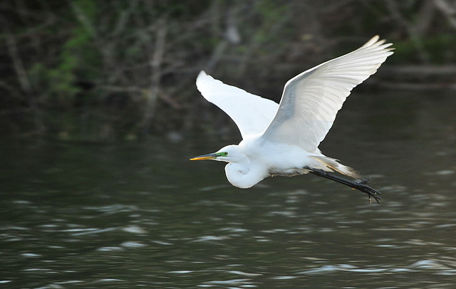 Egret in Flight