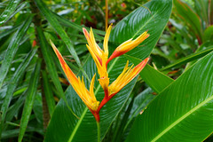 2012-02-10 02-19 Maui, Hawaii 159 Road to Hana, Arboretum, Garden of Eden