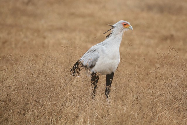 Survival of the Fittest East Africa Secretary Bird