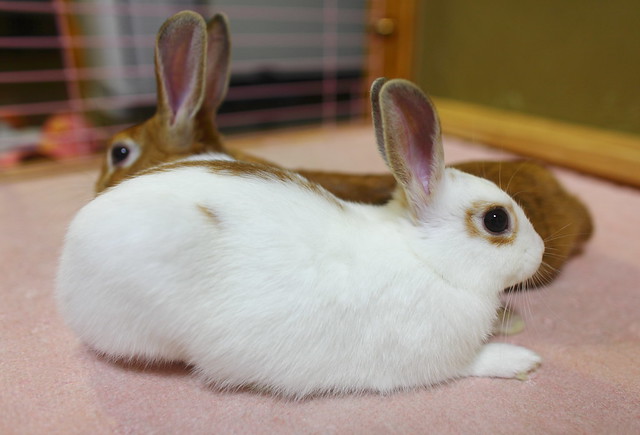 Netherland Dwarf Rabbit  ♥  Mini Usagi