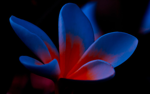 flowers blue flower jackolantern secretgarden blueflame flickrsfinestimages1 flickrsfinestimages2