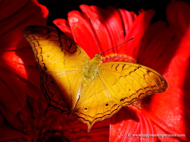 The Cruiser - Vindula dejone - butterfly