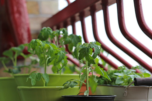 Balcony gardening | by amyeee