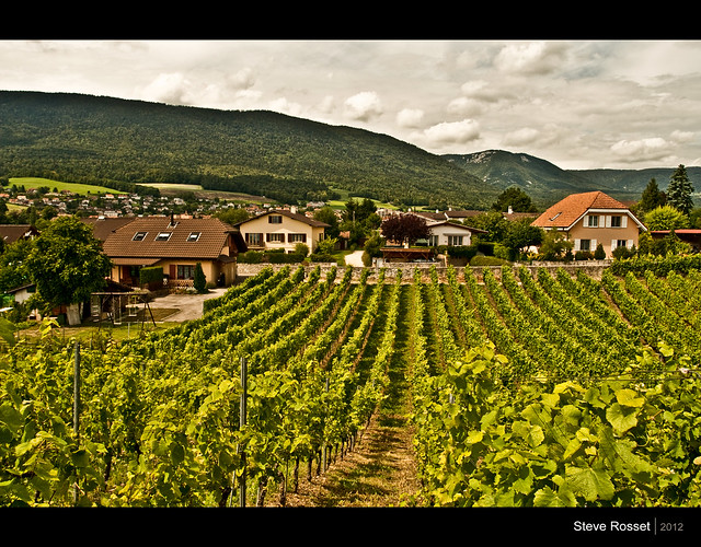 Village Vineyards
