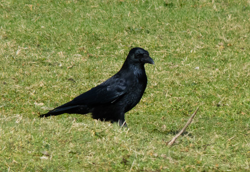 Crow on the lookout