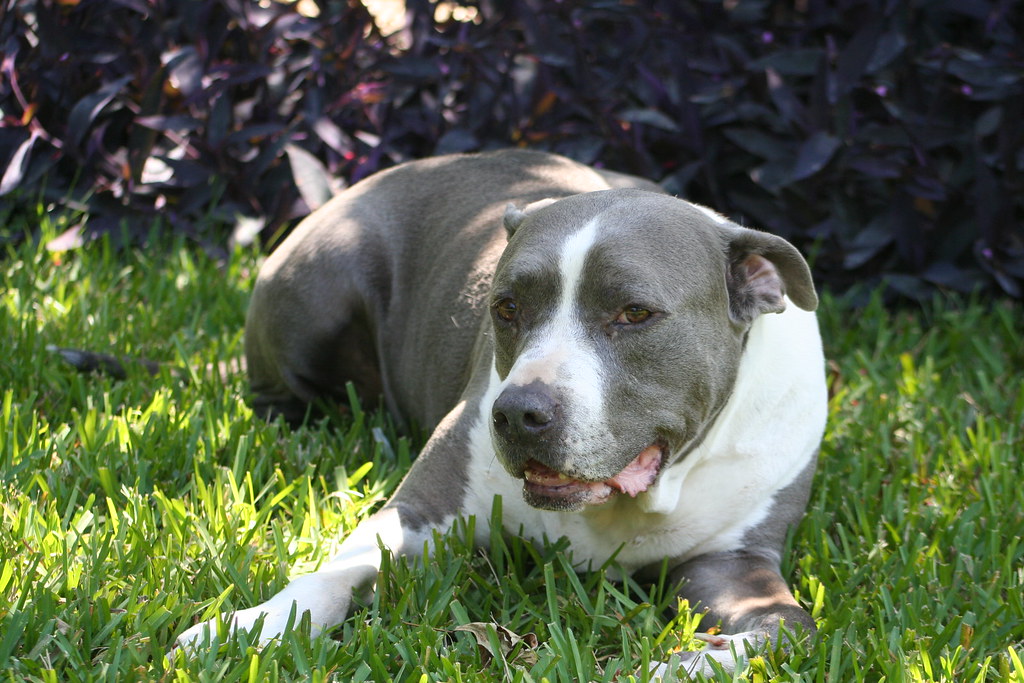 Brutus! | Alpha Dogs n FL | Flickr
