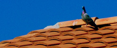 Pigeons on Neighbors House 11 by bonnfyre472, santanvalley arizonanightdaylightsunsetmooncrossabstractart