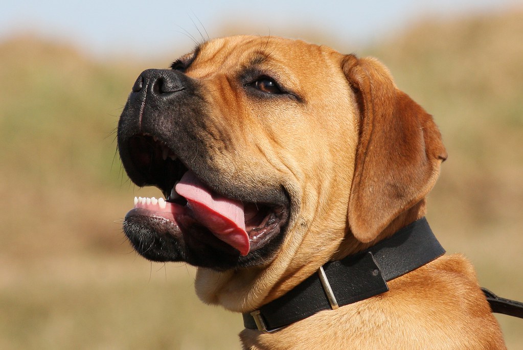 What's the Deal With Your Bullmastiff Not Eating?