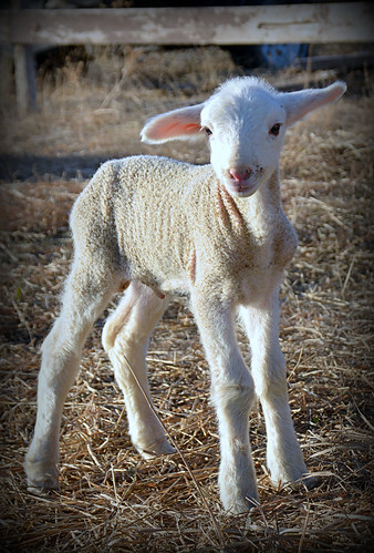 week old Lamb | by kristi_Nikon_D1X
