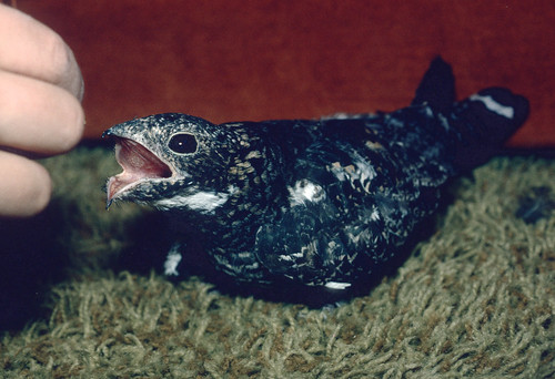 Fred the Common Nighthawk