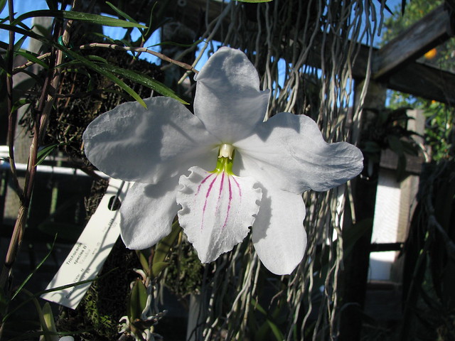 Dendrobium papillio