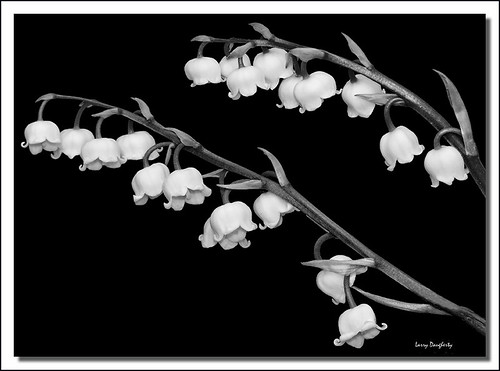 Lilly of the Valley in black and white... by Larry Daugherty (slow for awhile)