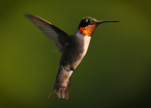 Hummingbird | by Brian Herron
