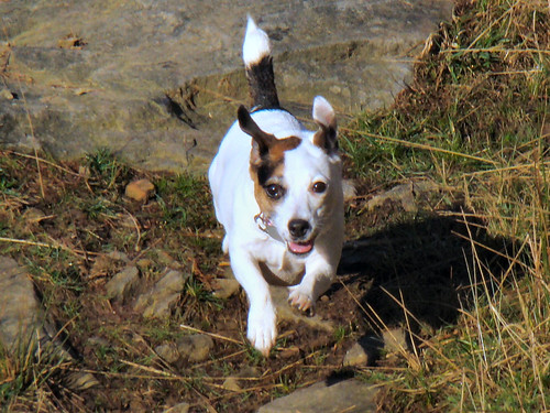 Pip running | by Jay Ardee