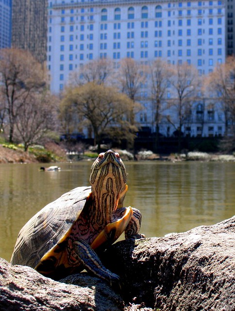 Fame Seeking Turtle in Central Park