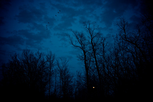 camera blue trees sky orange moon ontario canada art birds silhouette yellow night clouds forest lens geotagged photography rising march flying geese photo interesting bush mac aperture nikon long flickr zoom cloudy south 7 images lynn h seven lucky getty nikkor armstrong stormont vr licence afs request dx sault attribution ingleside 2011 ifed 18200mm f3556 noderivs vrii d7000 lynnharmstrong
