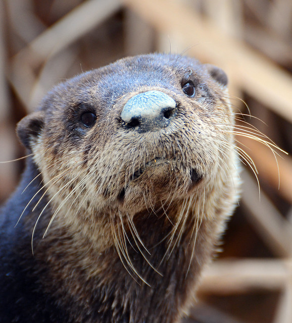 Another otter photo