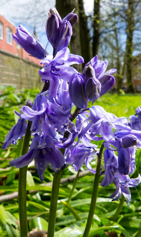 Bluebells in close-up