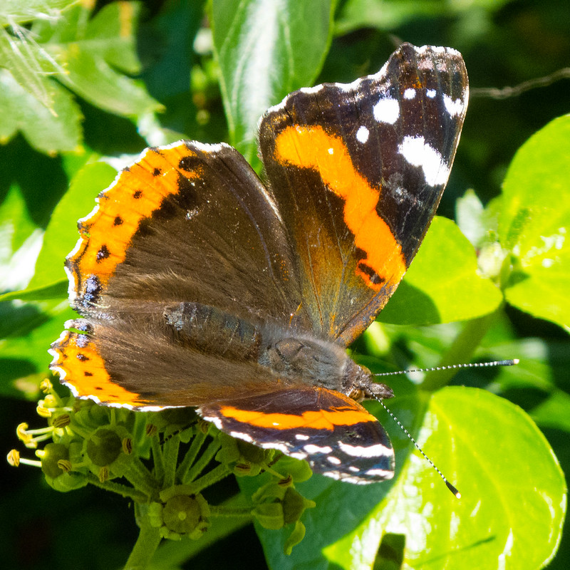 Red admiral on ivy leaf, catching the sun