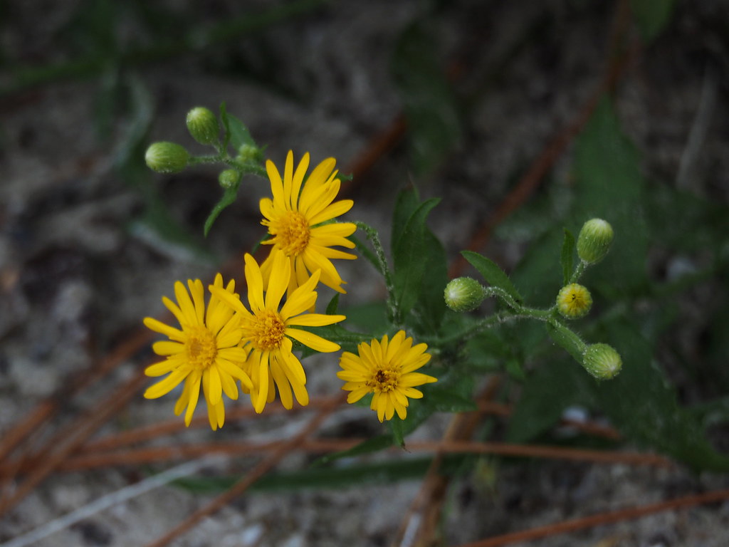 Beach Flowers | OLYMPUS DIGITAL CAMERA | carlinsc | Flickr