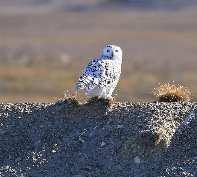 Snowy Owl Prince of Wales Island Canada Arctic