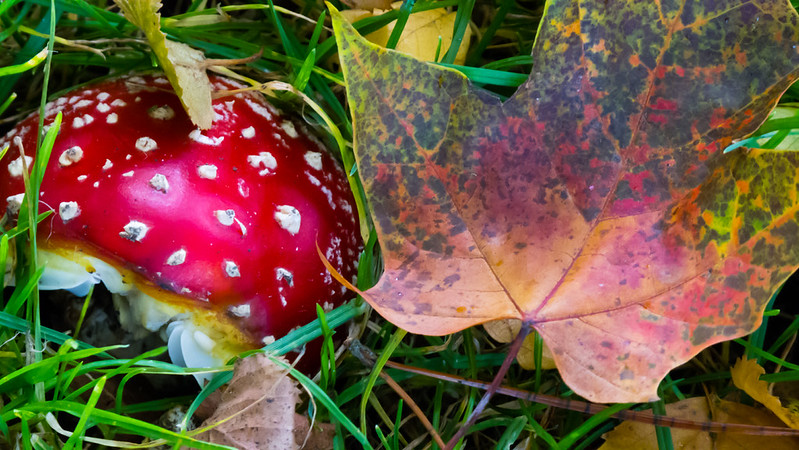 Fly agaric, bright red