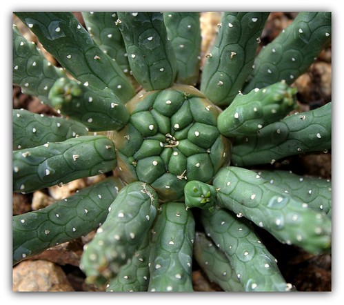 Euphorbia inermis - euphorbe sans épines  22842293691_1dacf0d93e