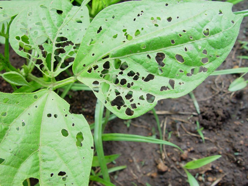 French beans affected by pest
