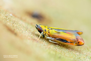 Leafhopper (Typhlocybinae) - DSC_6102