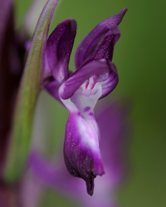 20160326-073F | Lockerblütiges Knabenkraut (Anacamptis laxiflora). Kefalonia, 26.03.2016