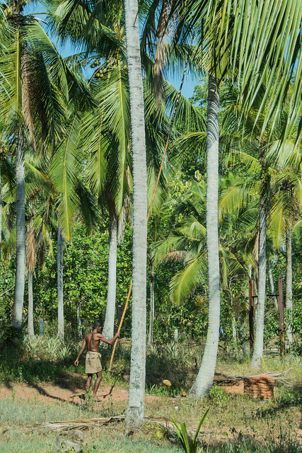 Gathering Coconuts, Sri Lanka, Photo 2