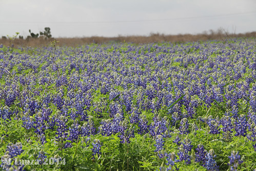 flowers spring texas sandy wildflowers us90 bluebonnets shiner lavacacounty