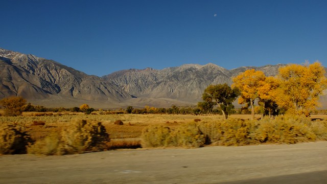 Lone pine, near Death Valley