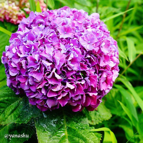 ハイドランジア。 #hydrangea #igersjp | by shuichiro_yanase
