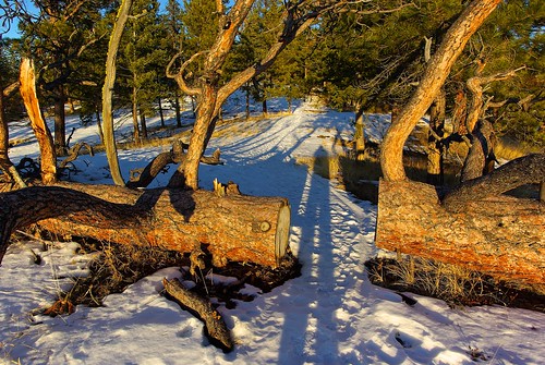 bigfoot sasquatch winter sunset ice icy snow snowy pines ponderosapine rocks ellis elliscanyon okanagan penticton britishcolumbia canada pentax k10d jasbond007 nigeldawson copyrightnigeldawson2012 smcpentaxda15mmf4edallimited tree