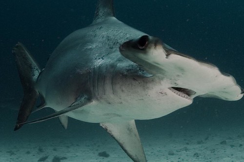 Cocos Island