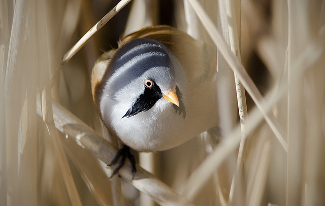 Beardy in the Reeds