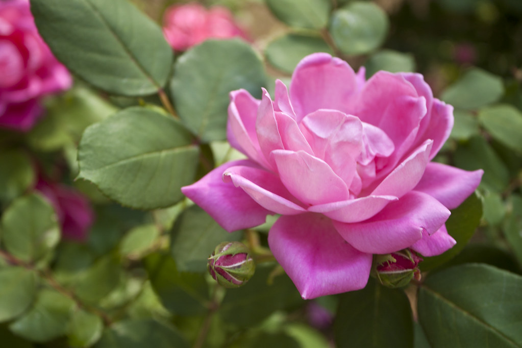 pink rose 2 | Anne Davis 773 | Flickr
