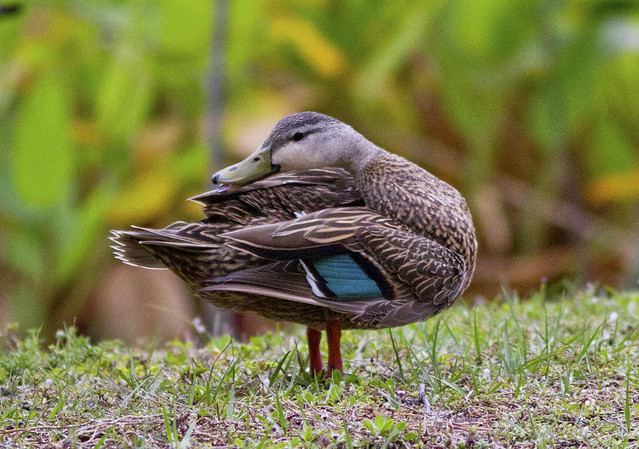 Mottled Duck, Wakodahatchee Wetlands
