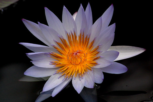 Not the same... | but as beautiful as a lotus in bloom. | Navneet ...