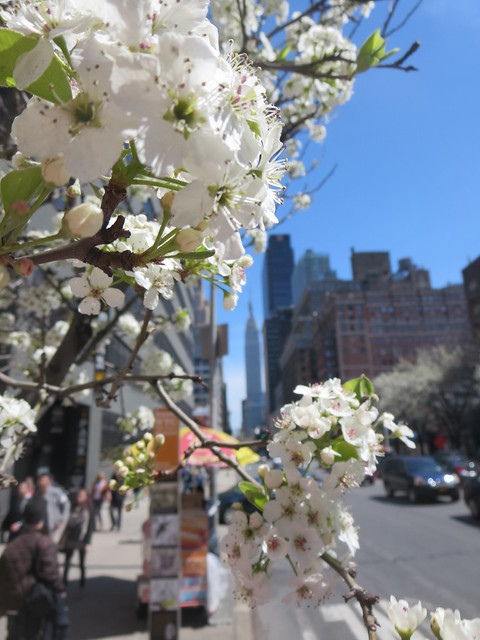 Pyrus calleryana white flowering Callery pear blossom tree blooming on West 34th Street by The Empire State Building in New York City, USA