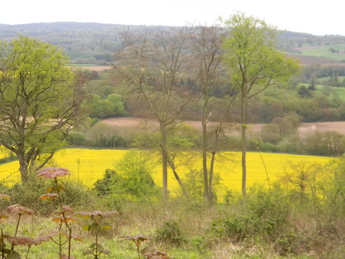 Rapefield in the valley Guildford to Westhumble