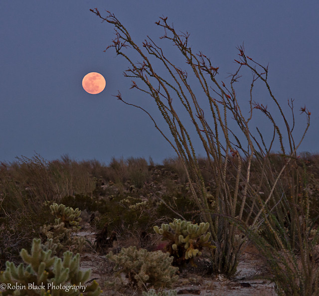 Perigee Moonrise Over Blooming Ocotillo (Supermoon, Anza-Borrego State Park, CA)