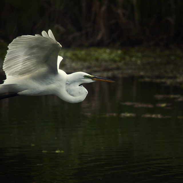 great egret in green mating season mask