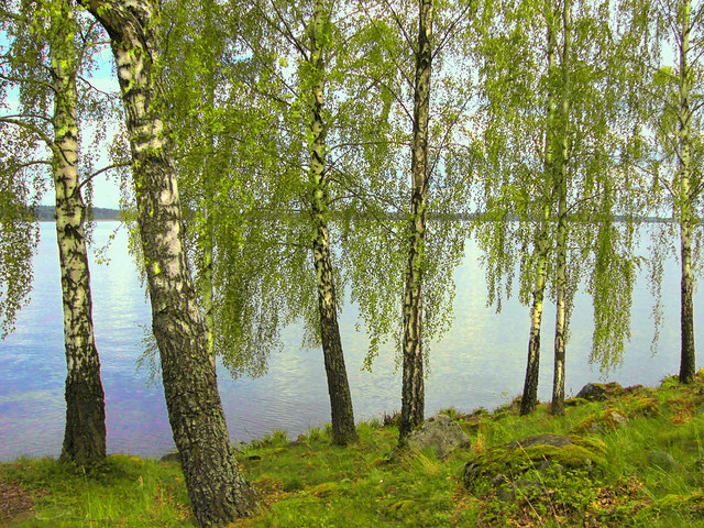 björkar vid Mälaren ~ birches by the shore